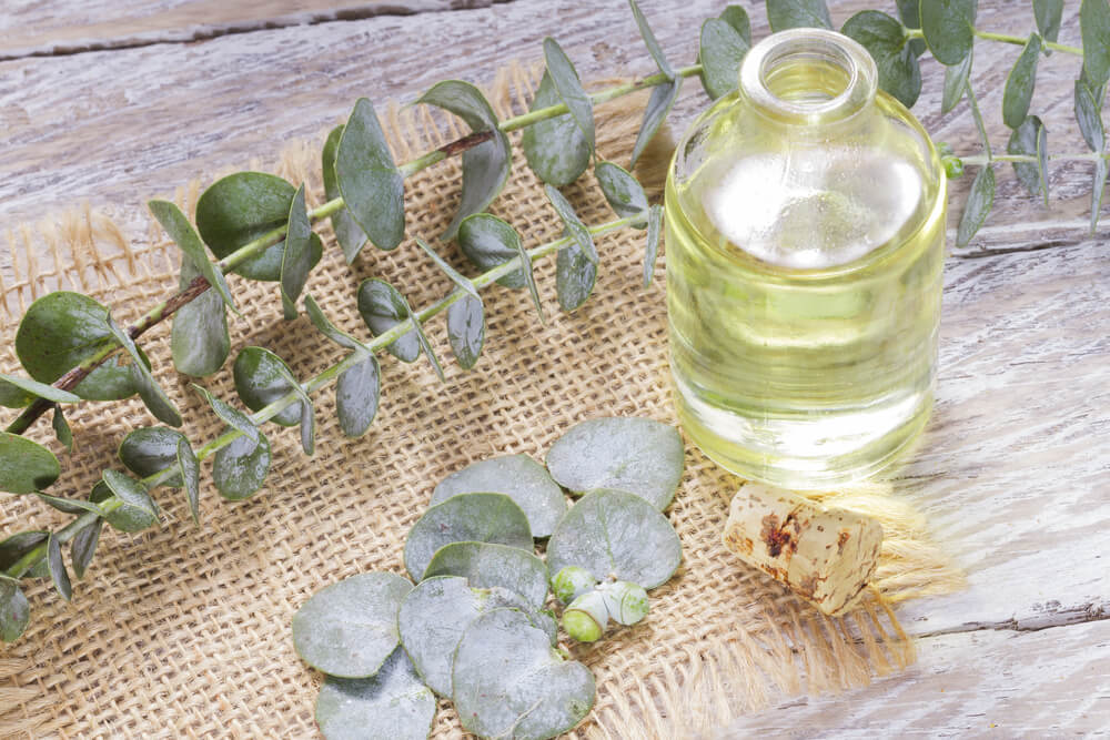 eucalyptus and essential oil