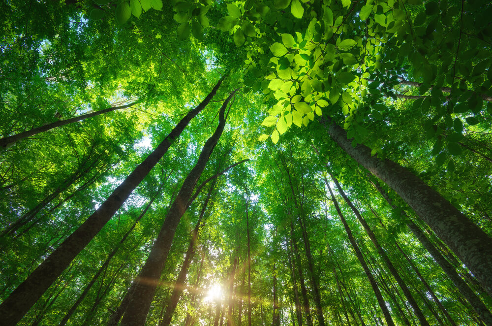 green forest
