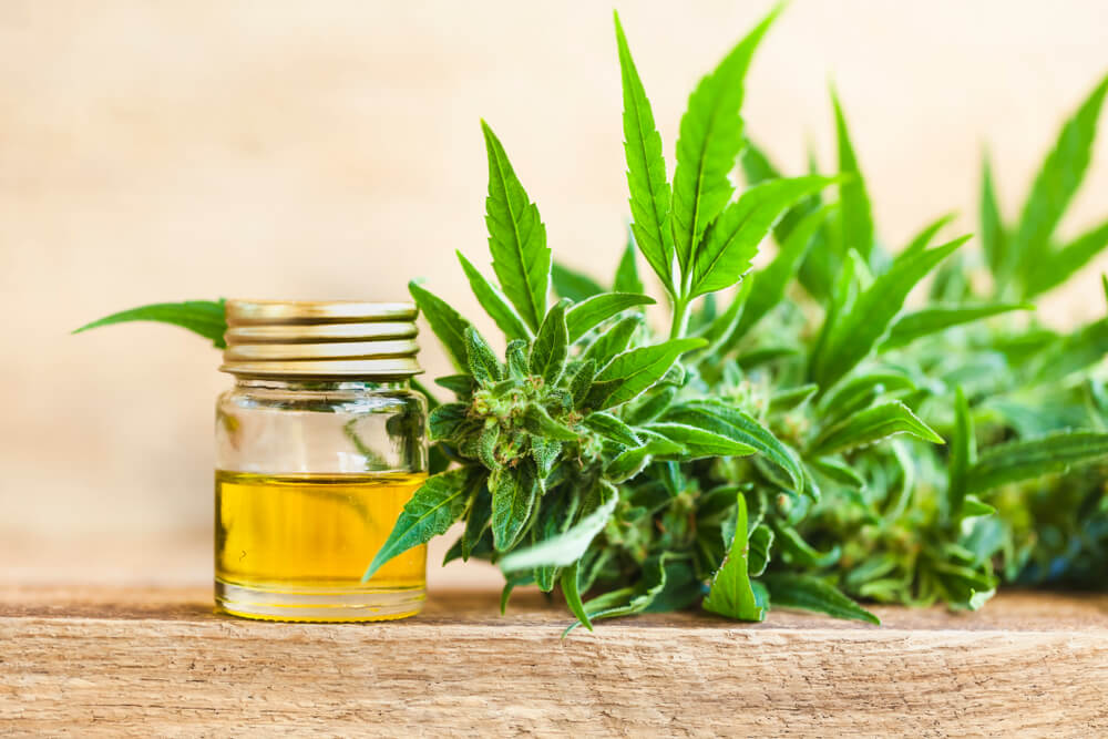 cannabis leaves and oil