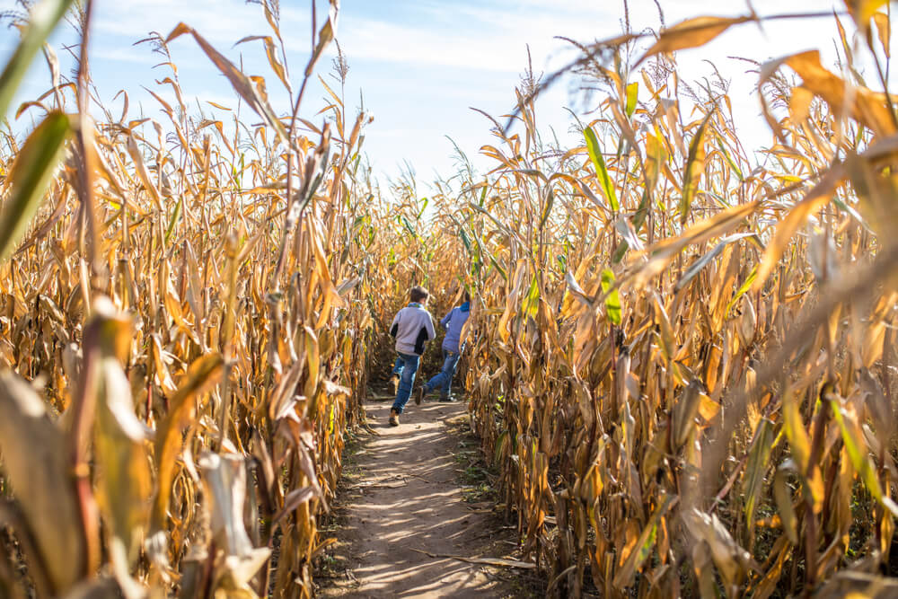kids running through a corn maze