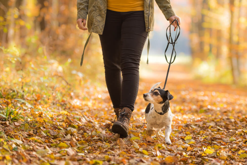 person walking a dog in the fall