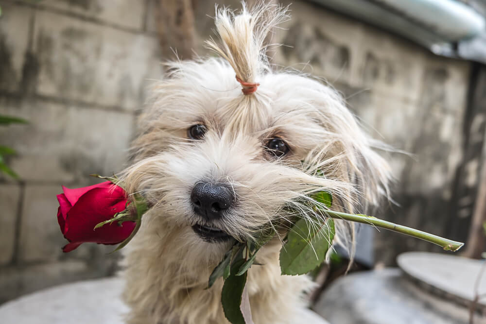 shutterstock_1015368685 (1) fluffy dog with rose in his mouth